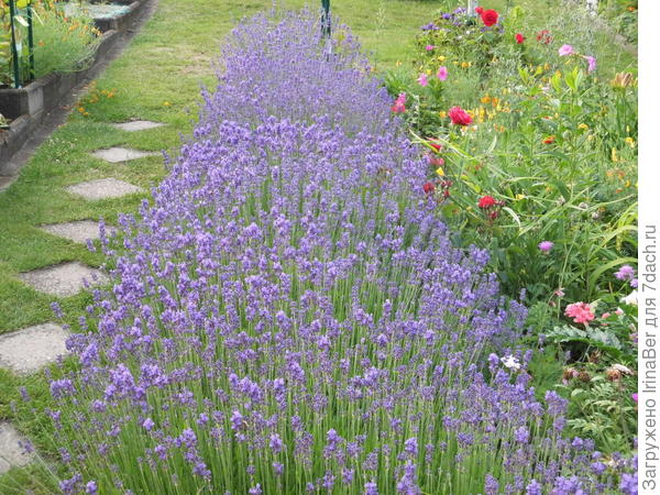 душистaя лавандa