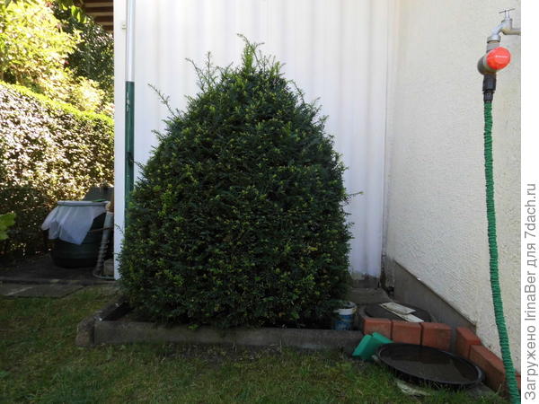 Стоит в тени (на это не жалуется) и закрывает &quot;дырку в заборе&quot; (угол, куда в свое время ваходила дверь из туалета)