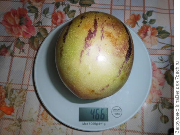 Самый большой плод