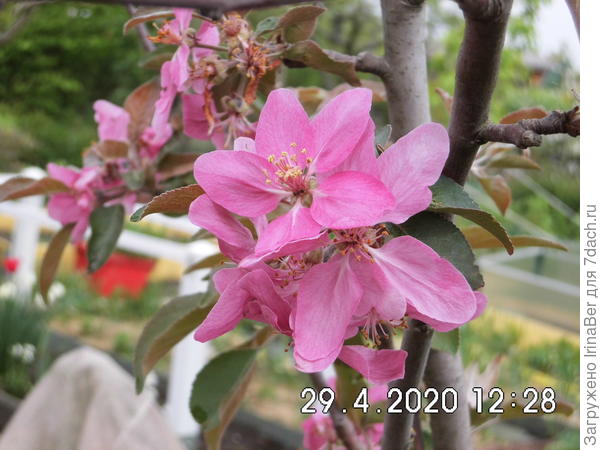 бая мариза (с красной мякотью)