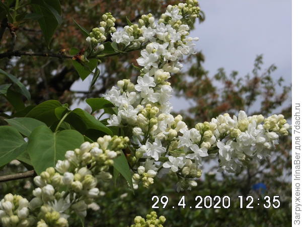белая сирень (мама-дерево)