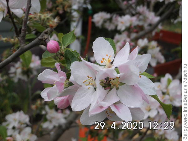 ребелла и другие красные яблоки