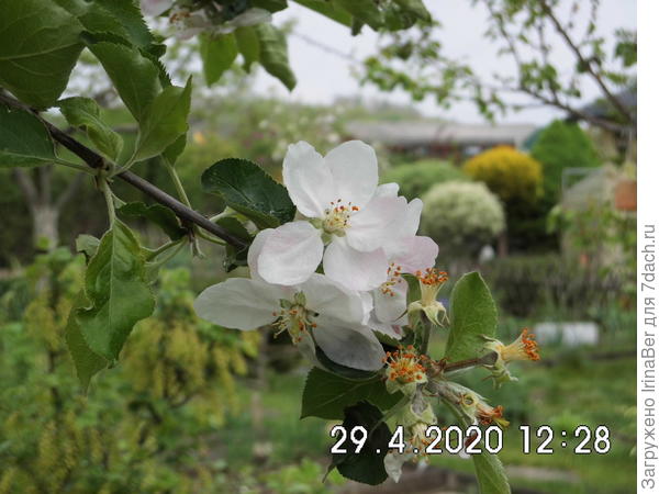 белый налив