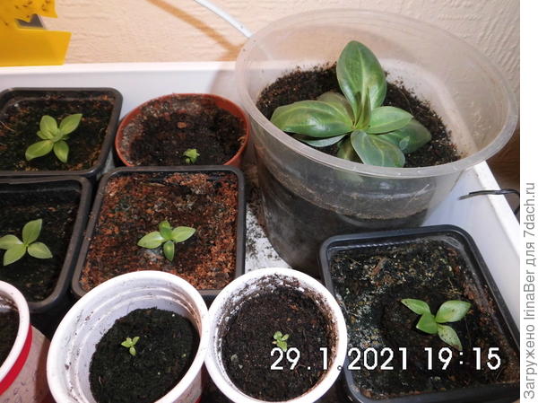 Мои малаши разных возрастов - от 1 до 2,5 месяцев