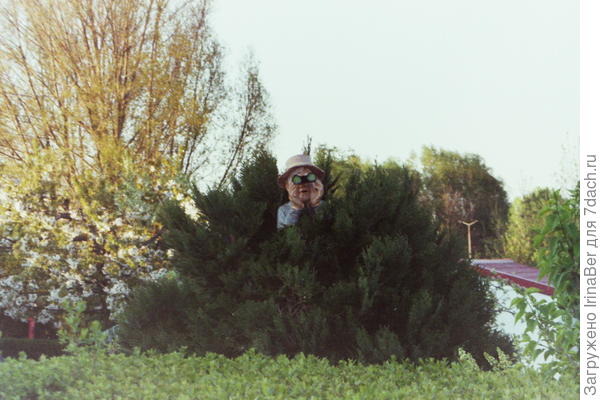 шпион-наблюдатель