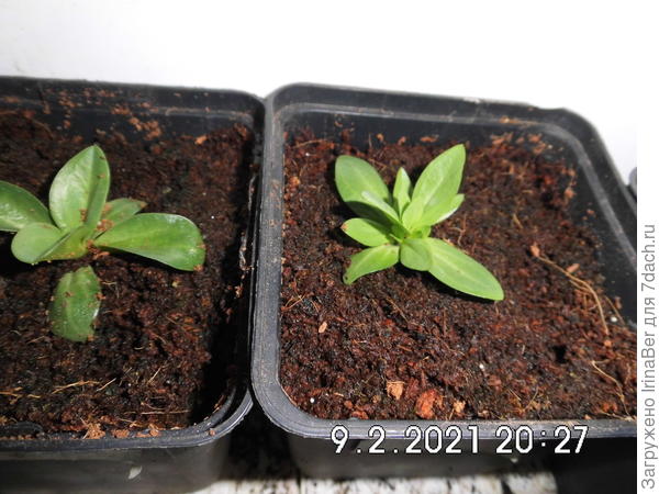 старшенькие - низкорослые сапфирки