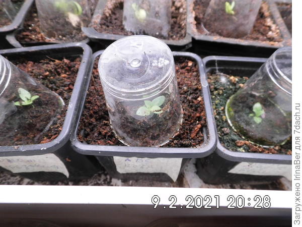 Малышки под шляпками