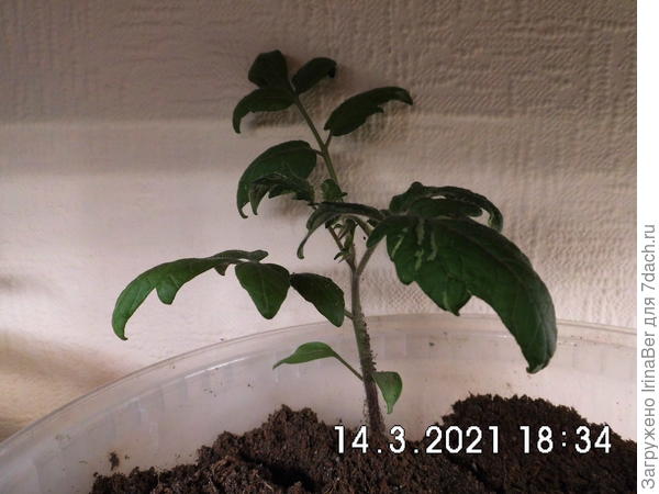 Этому растению месяц, вчера посадила в большой горшок