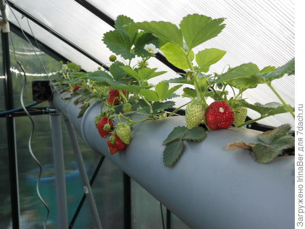 синий шланг сзади подключается к &quot;трубе для полива&quot;