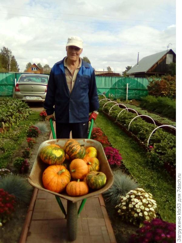 СПРАВА ГРЯДКА С КЛУБНИКОЙ. УКРЫТИЕ СНЯТО, СОБРАЛАСЬ ДЕЛАТЬ ОБРЕЗКУ.