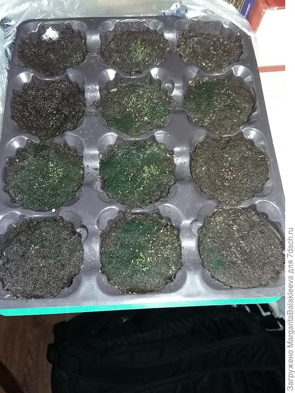 лобелия