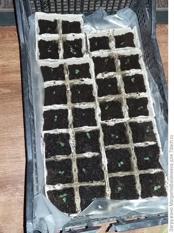 распикированая картошка