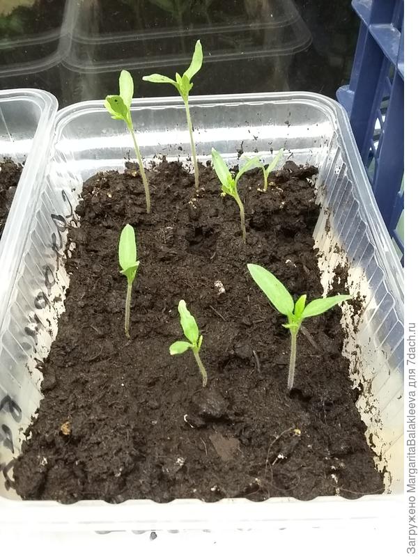 Сахарный бизон 15 марта