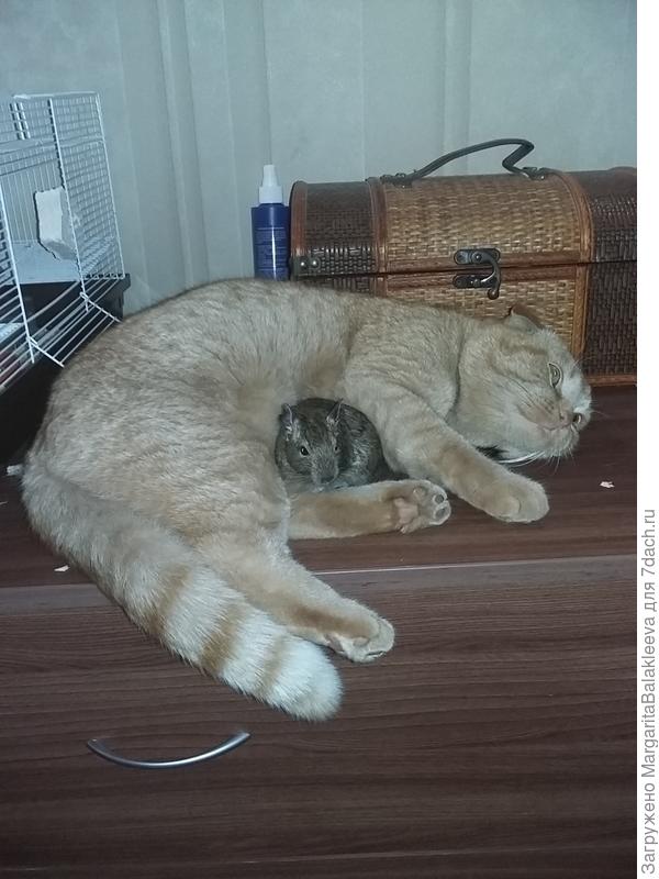 Дизель и Сеня