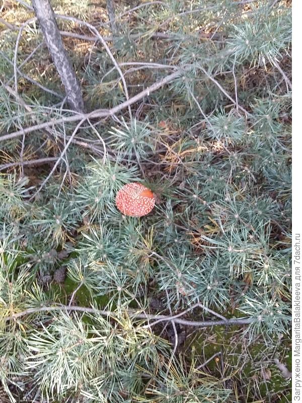 это хвойный лес