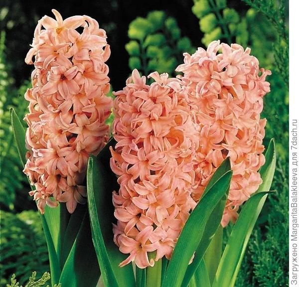 это из инета