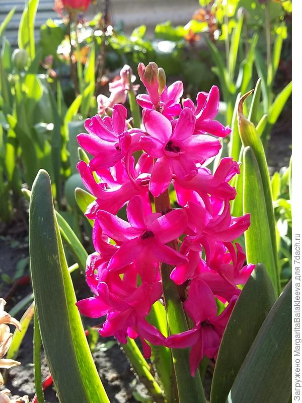 Вот такого &quot;дикого&quot;розового цвета гиацинт