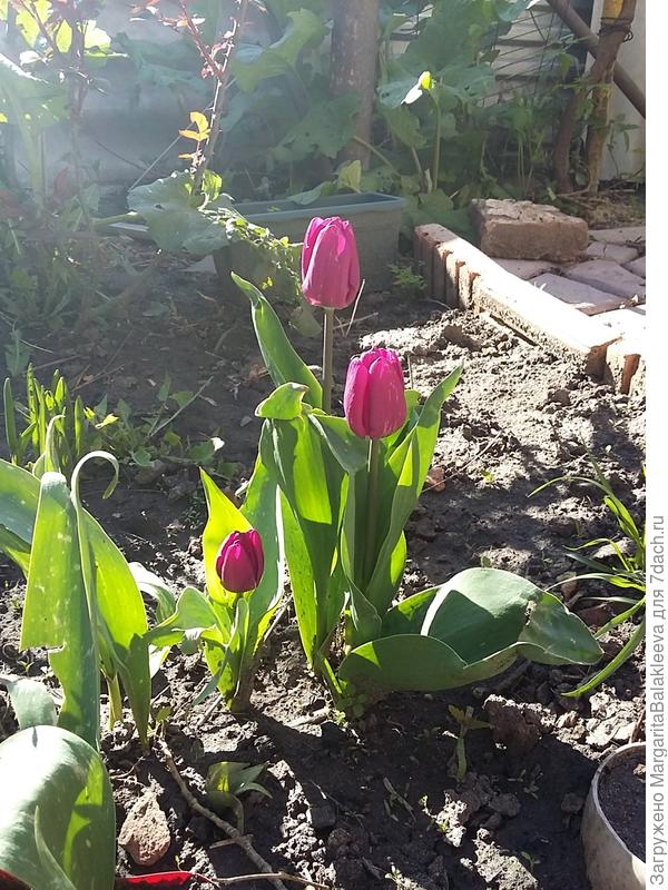 цвет дикой фуксии