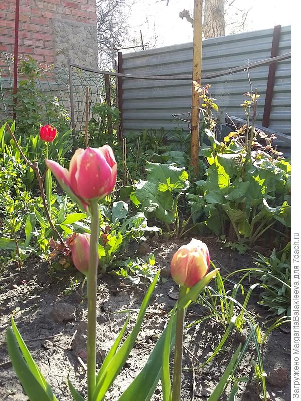 тюльпаны странного цвета и со странной каймой