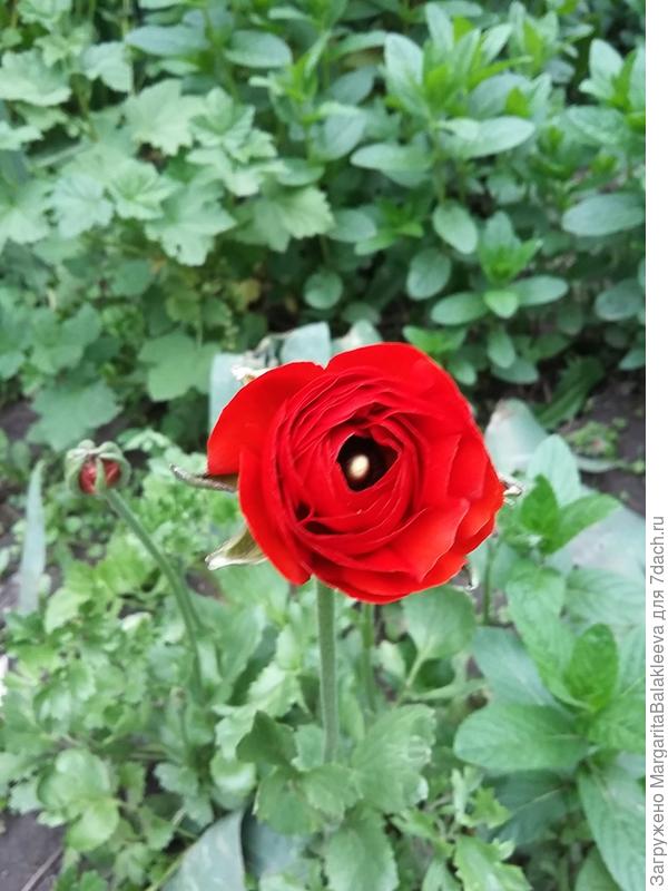 Ранункулюс зацвел. Озимый