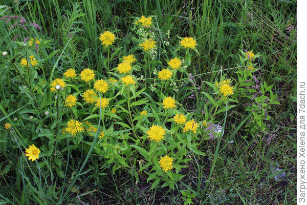 Ваш? Очиток живучий. Плантариум. Обратите внимание на листья.