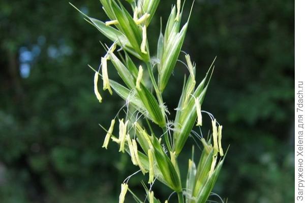 Цветение пырея.