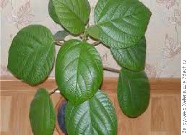 Сравните листья. Может поможет. Растение неприхотливо.