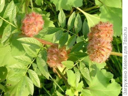 Сравните. Солодка.