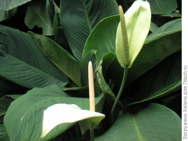 Фото из инета. Спатифиллум каннолистный. Обратите внимание на жилкование листа и початок. Сравните с вашим фото. Как то так.