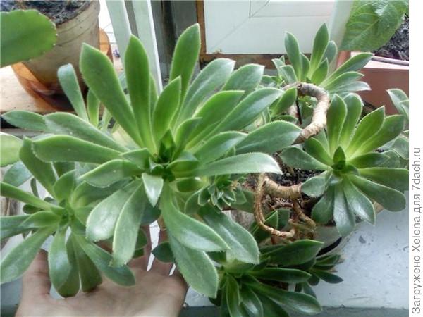 Эониум. Фото из инета.