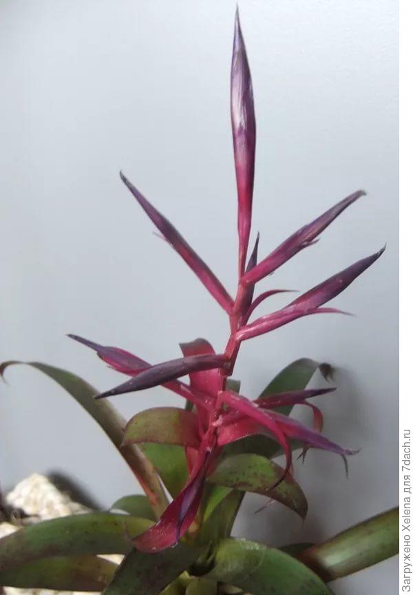 Tillandsia leiboldiana 'Mora'.