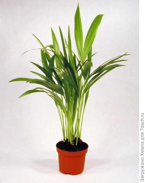 Фото с форума. Определено ховея. Может быть поможет?