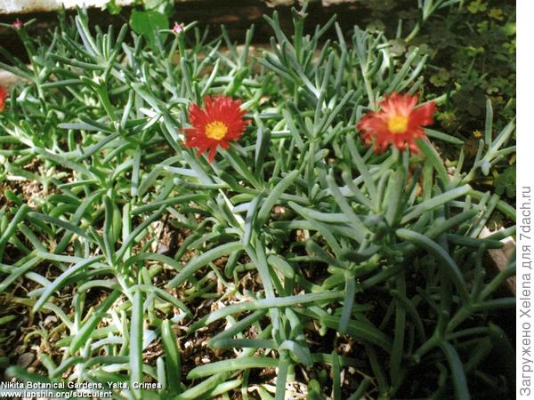 Lampranthus haworthii.