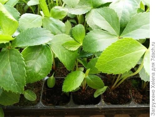 Похоже на вашего незнакомца?