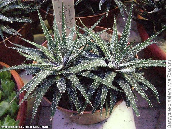 Haworthia attenuata v. clariperla