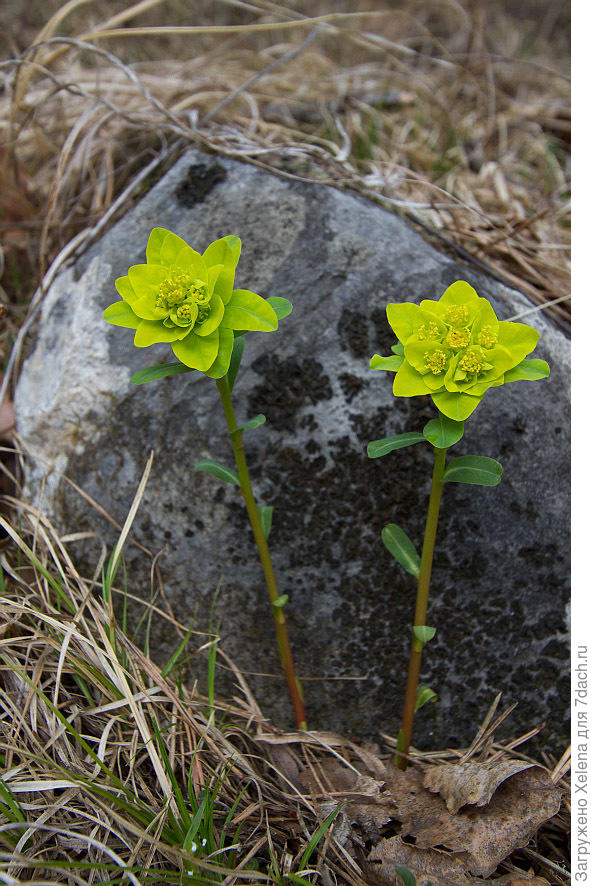 Фото с плантариума. Основывалась на стебле с листьями.