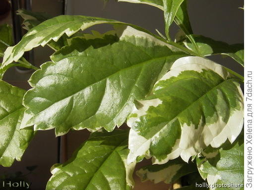 И такие бывают. Присмотритесь, может поможет Вам ориентироваться?