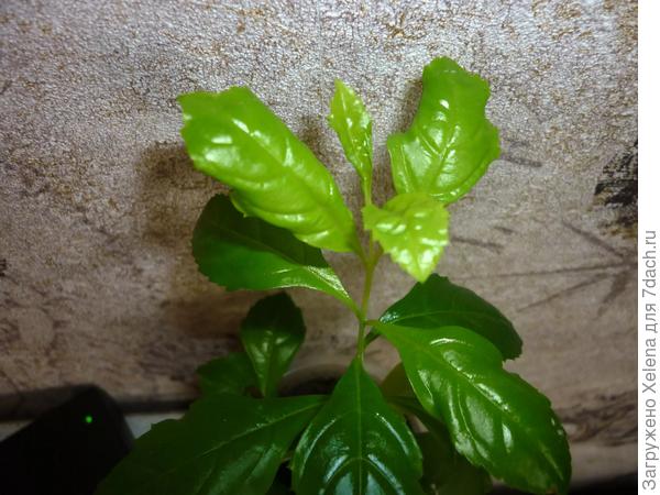 Вот еще листья дуранты.