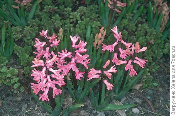 Гиацинт не махровый, простой.