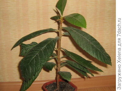 Мушмула дома.