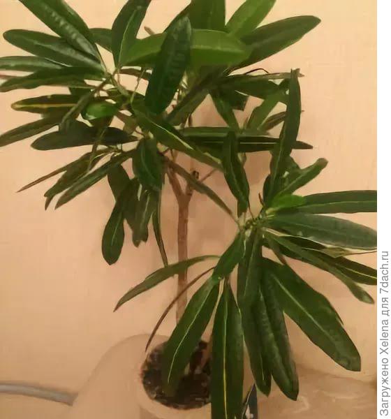 Кротон Голдфингер