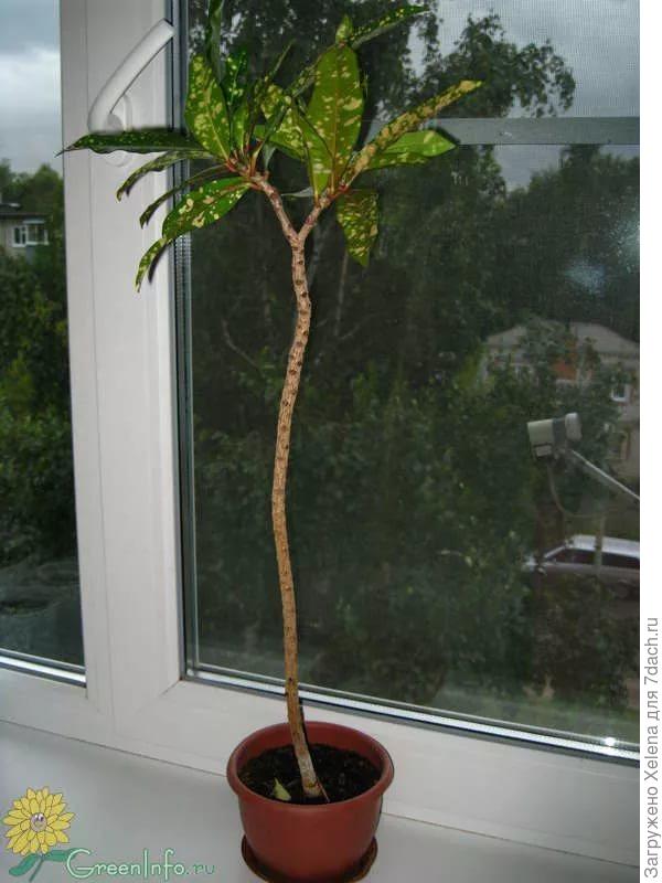 Кротон фото из инета по поводу голого стебля.