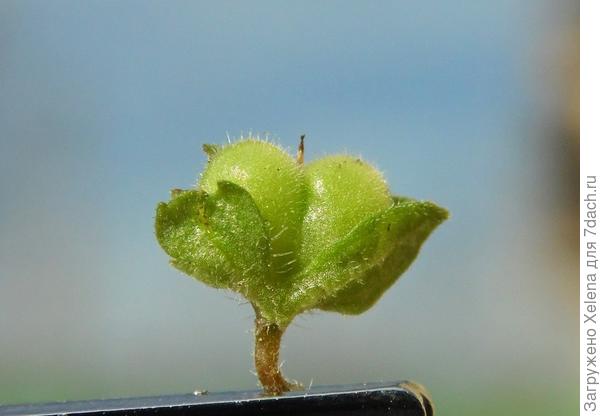 Она же - вероника глянцевая.