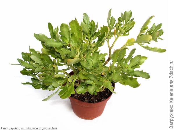 Каланхое блоссфельда х лациниата