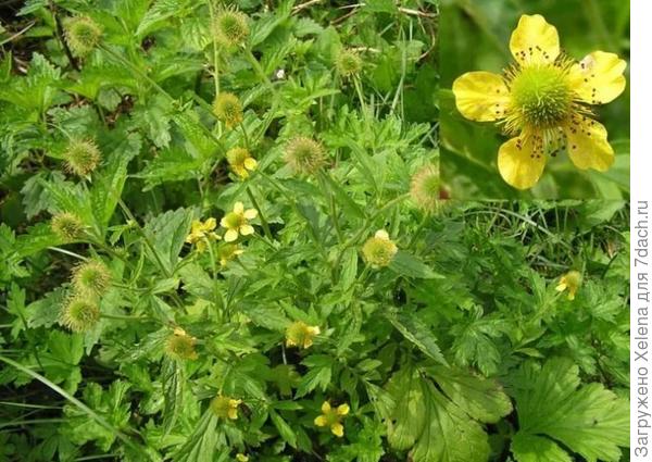 Гравилат городской. Все вроде видно и цветки, и семена, и листья.