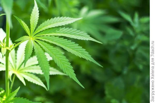 Лист конопли сорной