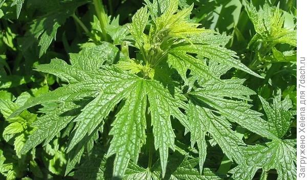 Лист пустырника