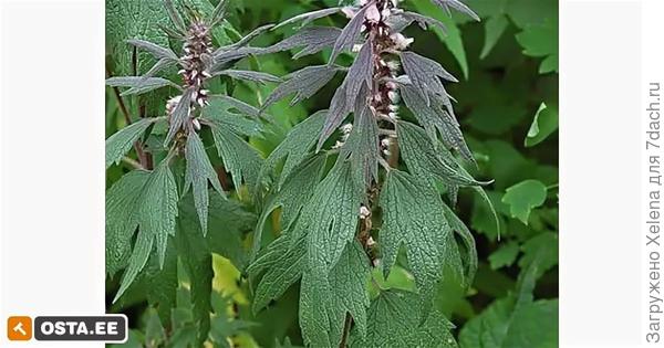 Соцветие пустырника