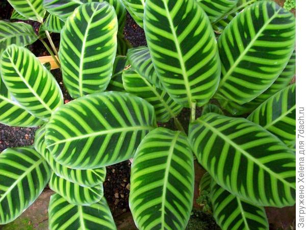 Калатея полосатая или зебрина.