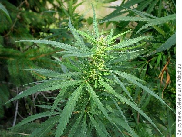 Соцветие конопли